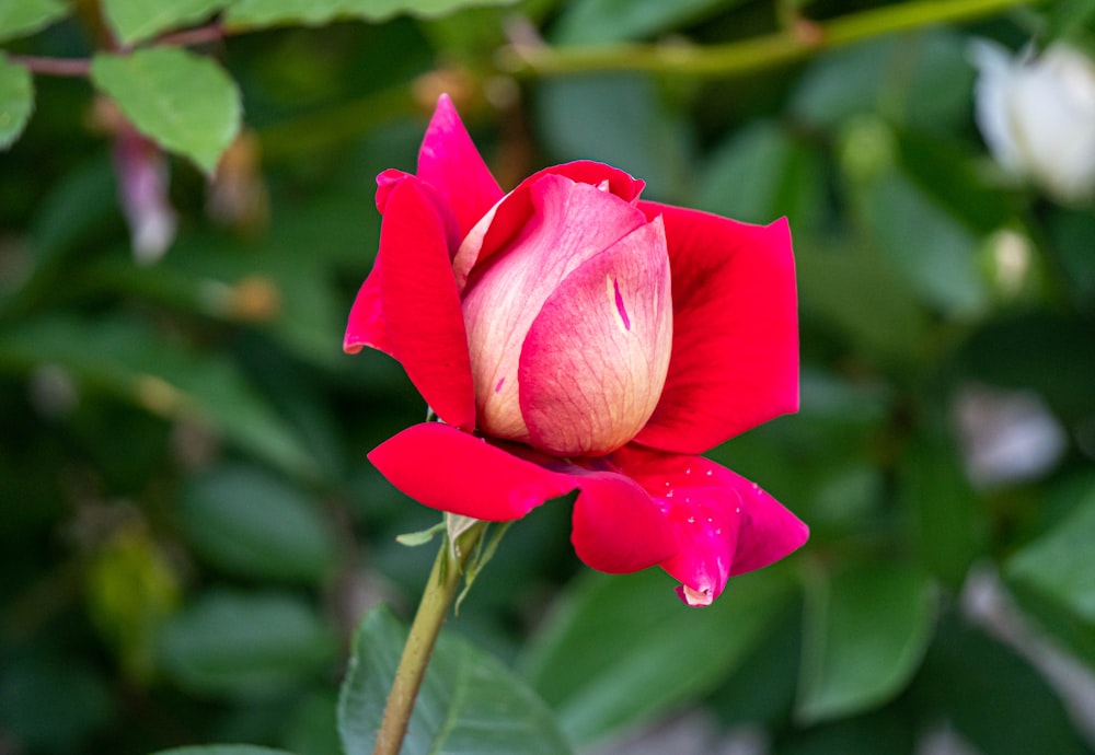 a pink flower with a green leaf in the background