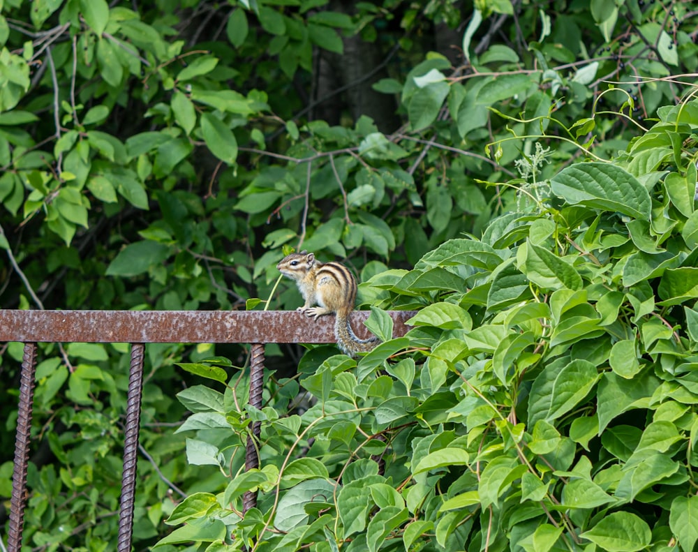 a small bird perched on top of a metal rail