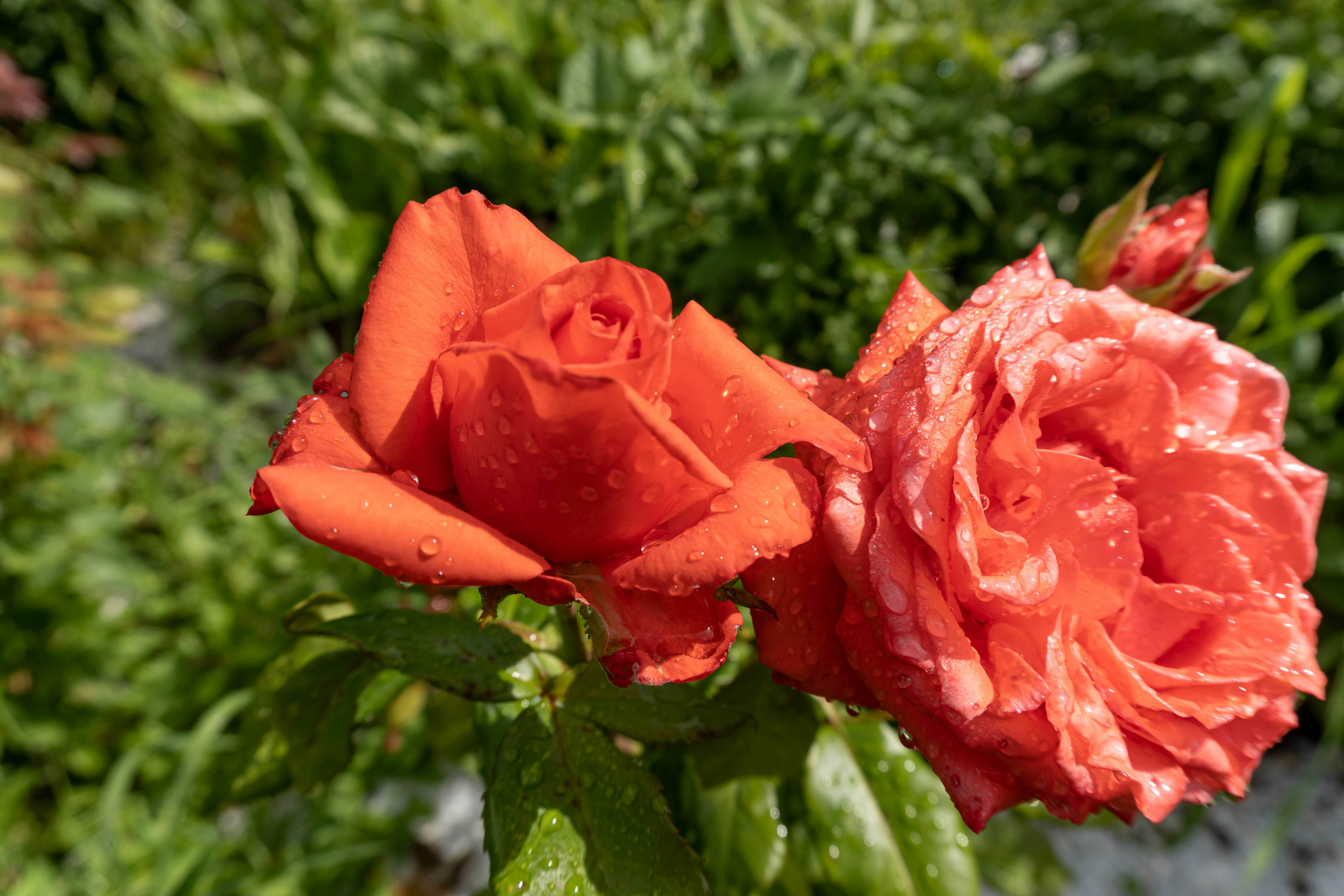 two red roses with water droplets on them