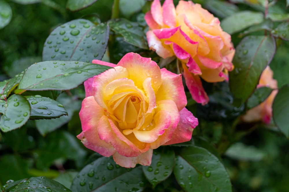 two yellow and pink roses with water droplets on them