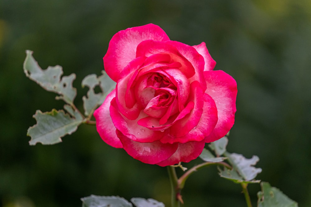 a pink rose with green leaves in the foreground