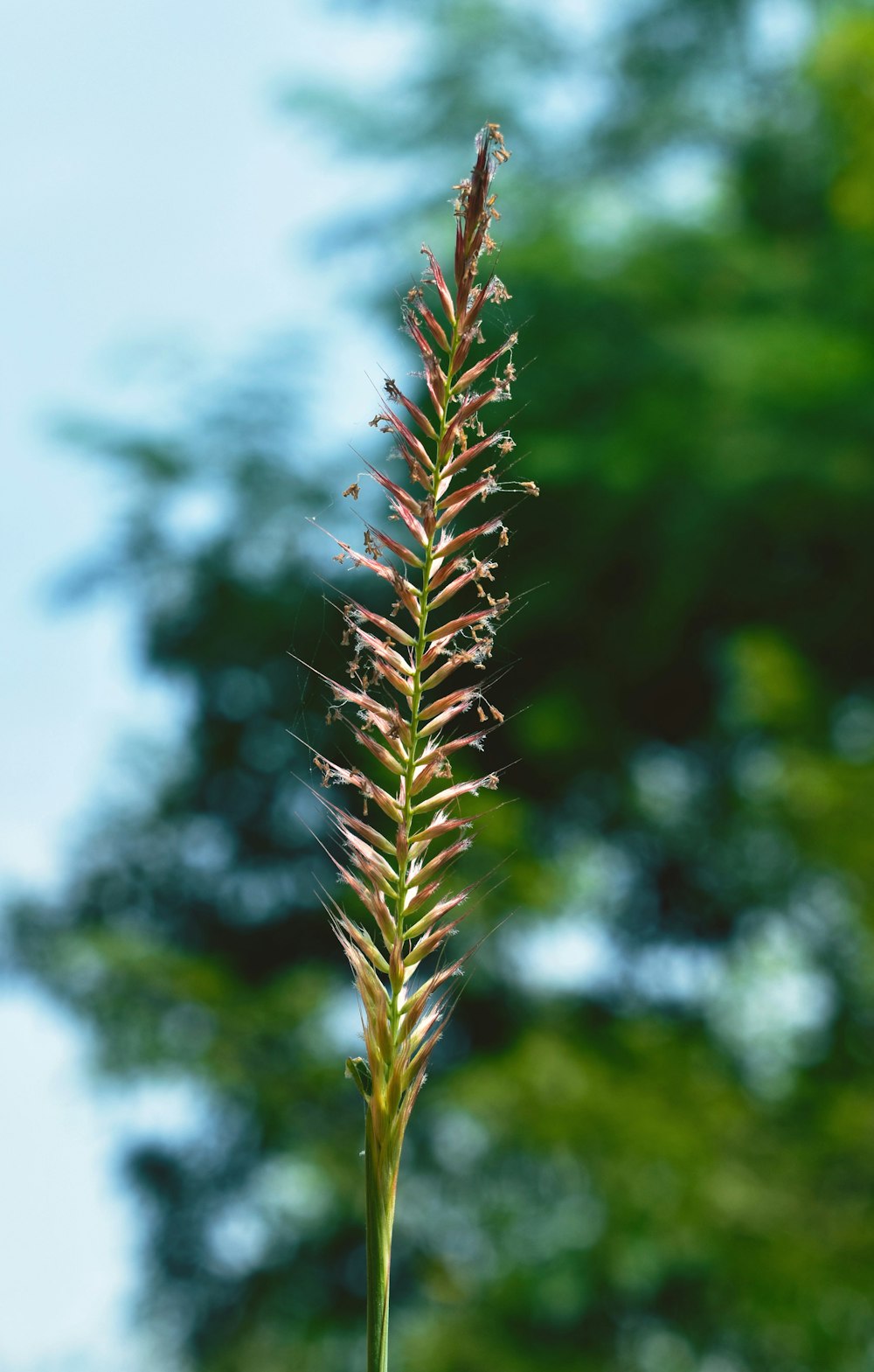 a close up of a plant with trees in the background