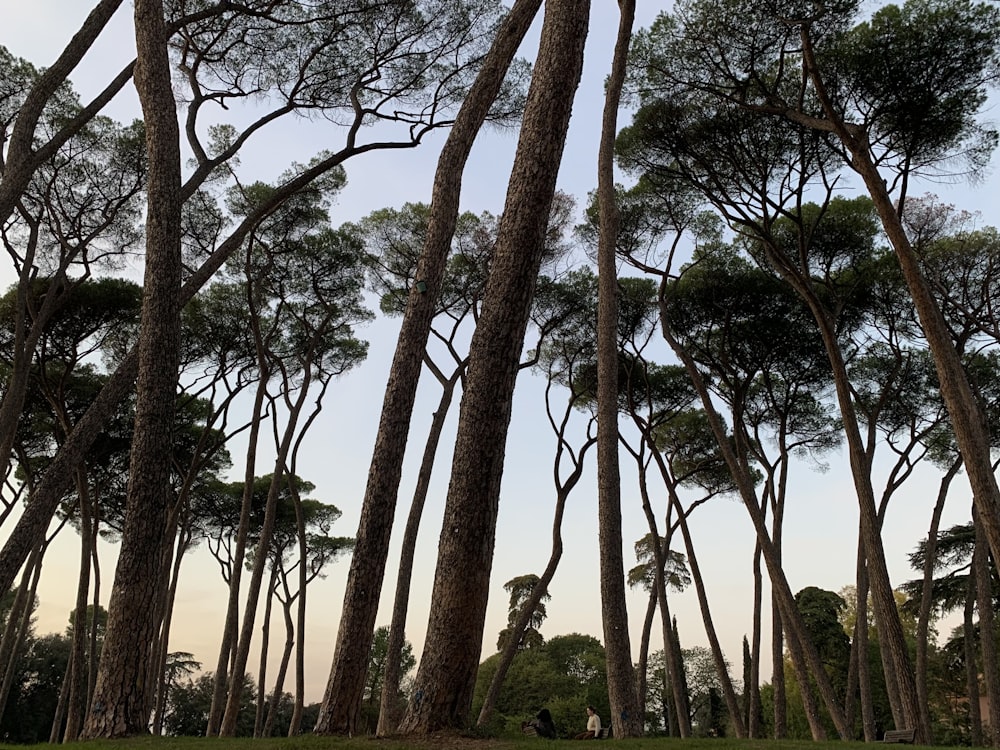 um monte de árvores que estão de pé na grama