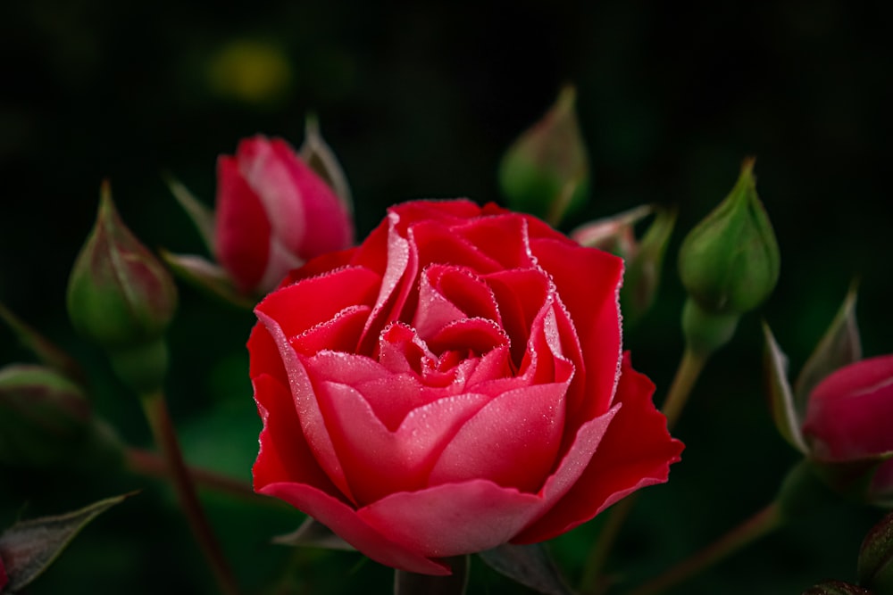 a close up of a red rose with water droplets on it