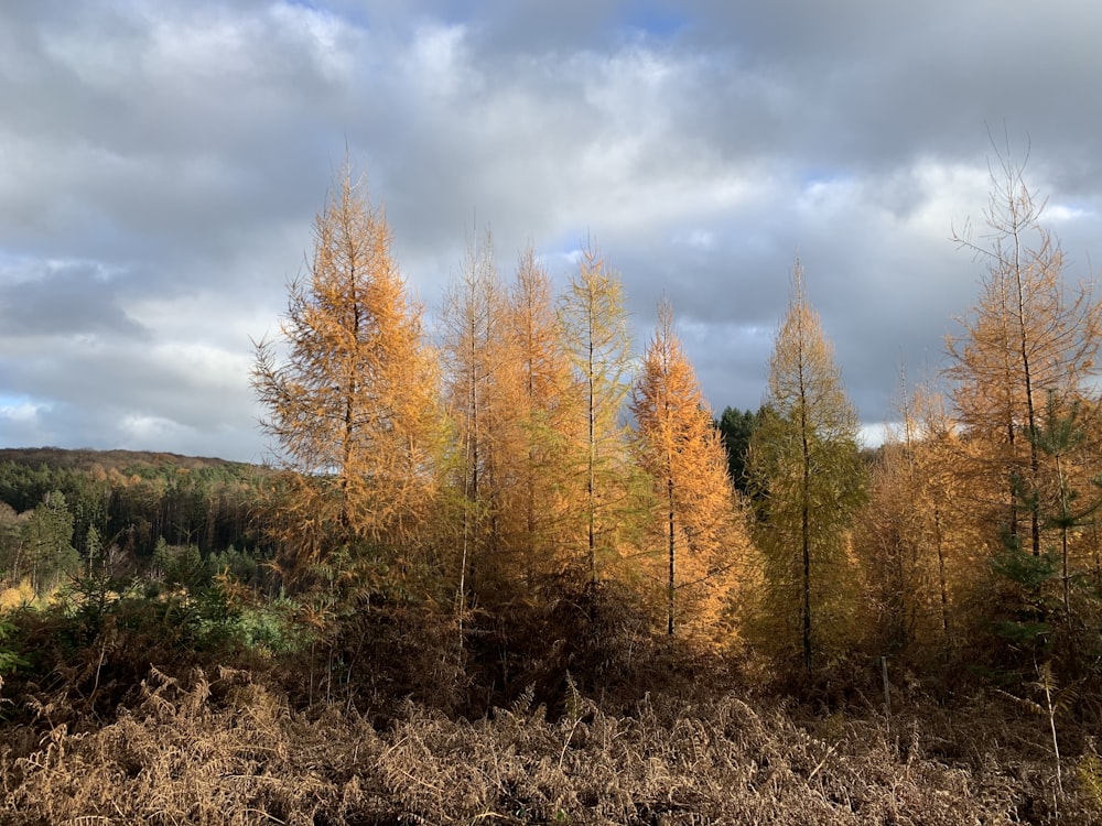 a group of trees that are standing in the grass