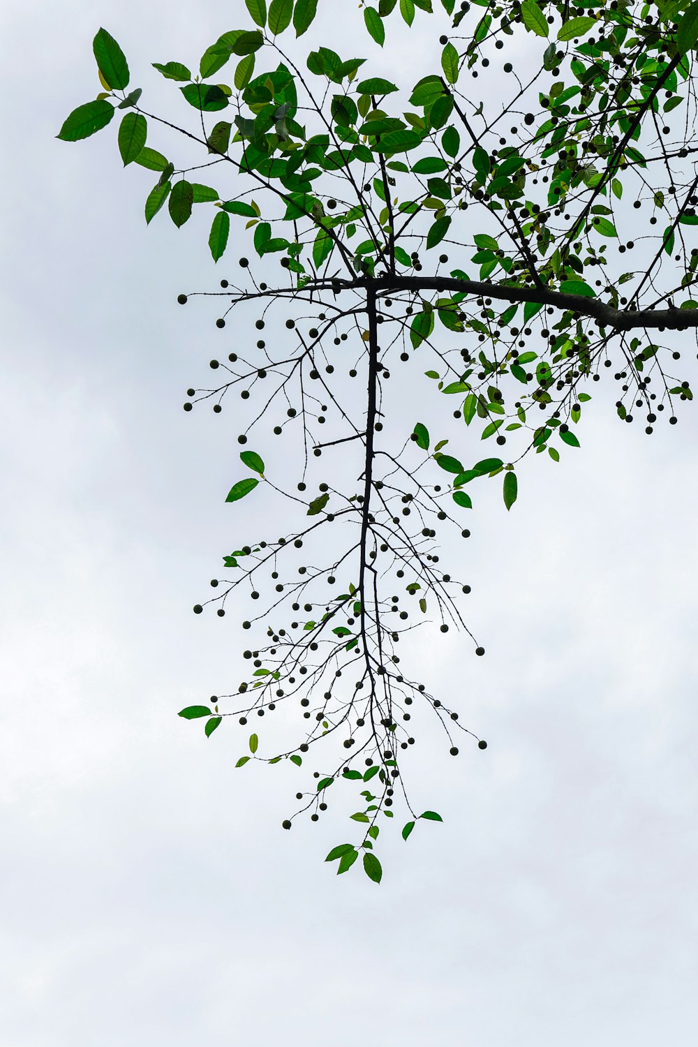 a tree branch with green leaves against a cloudy sky