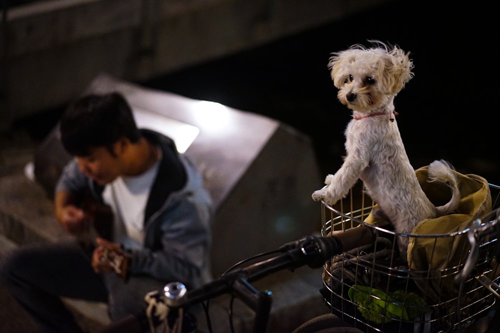 a small white dog sitting in a basket next to a man