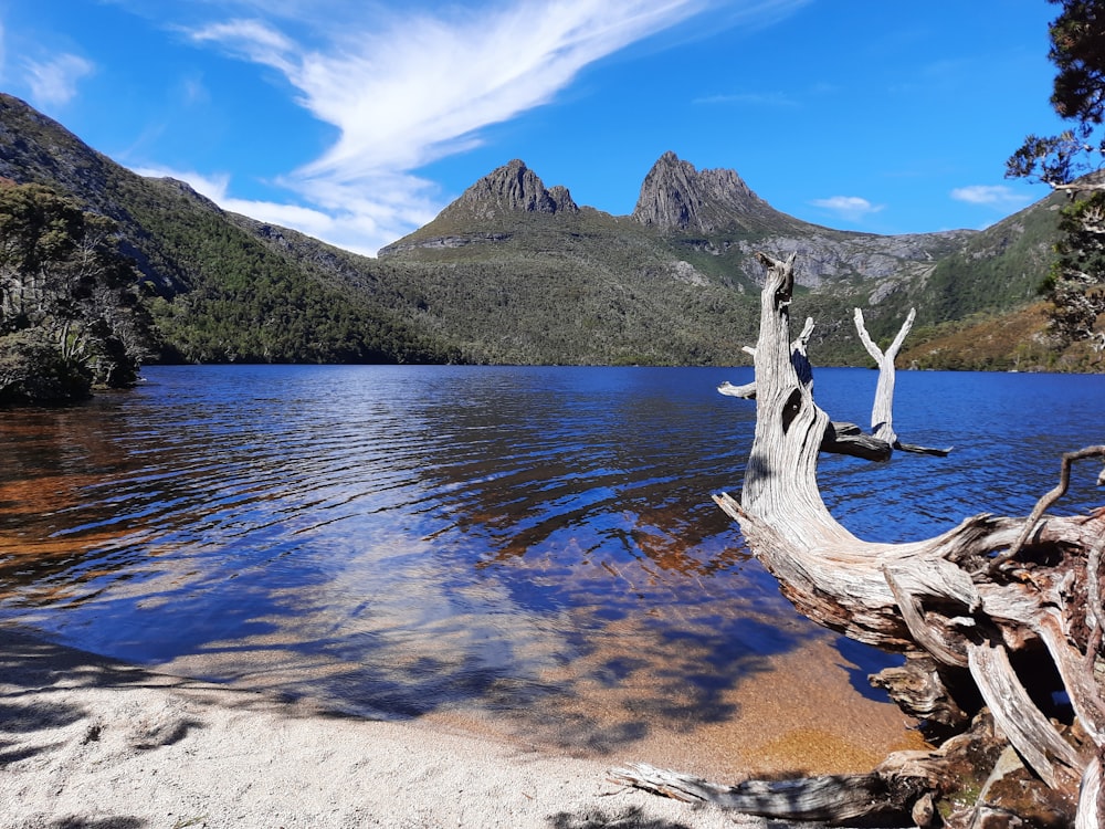 a dead tree in the middle of a lake