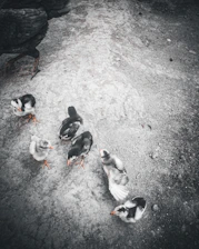 Young gamefowl chicks exploring a low perch in soft morning light.