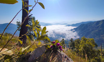 Scenic valley with blooming flowers and a clear blue sky.