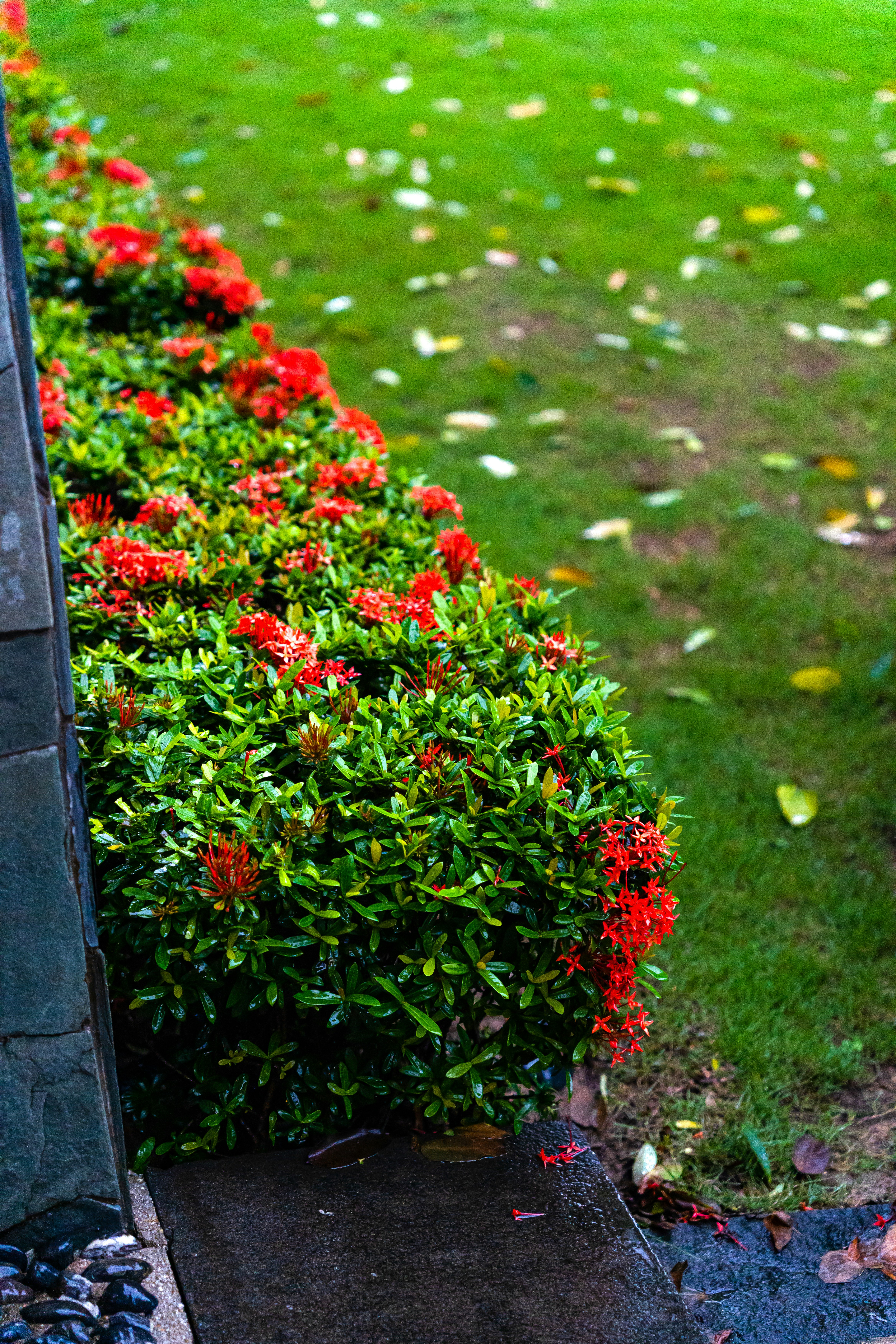 Evergreen Holly for Year-Round Interest