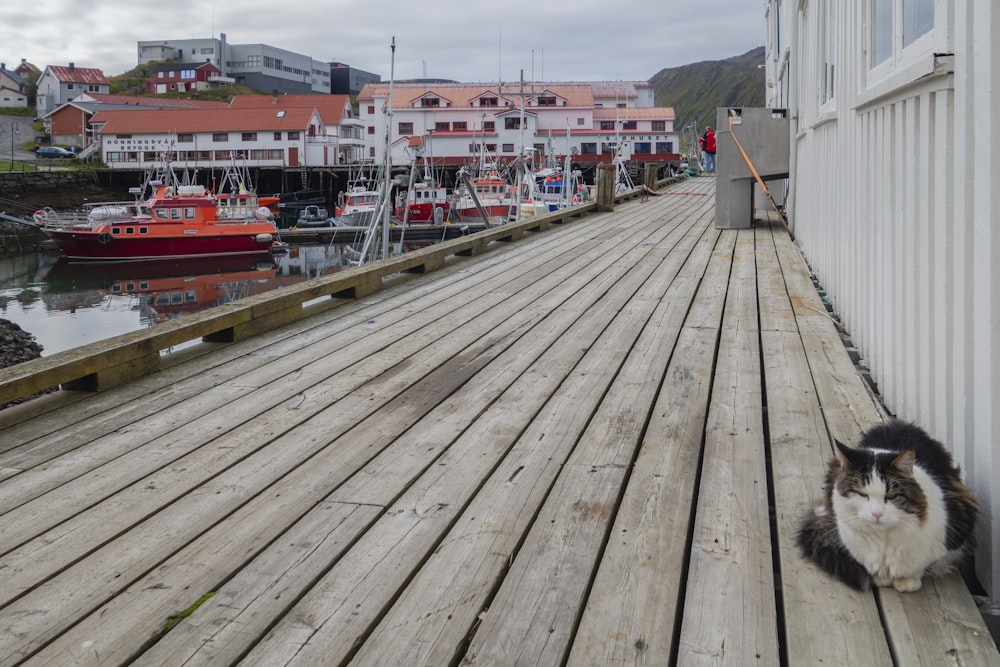 a black and white cat sitting on a wooden dock