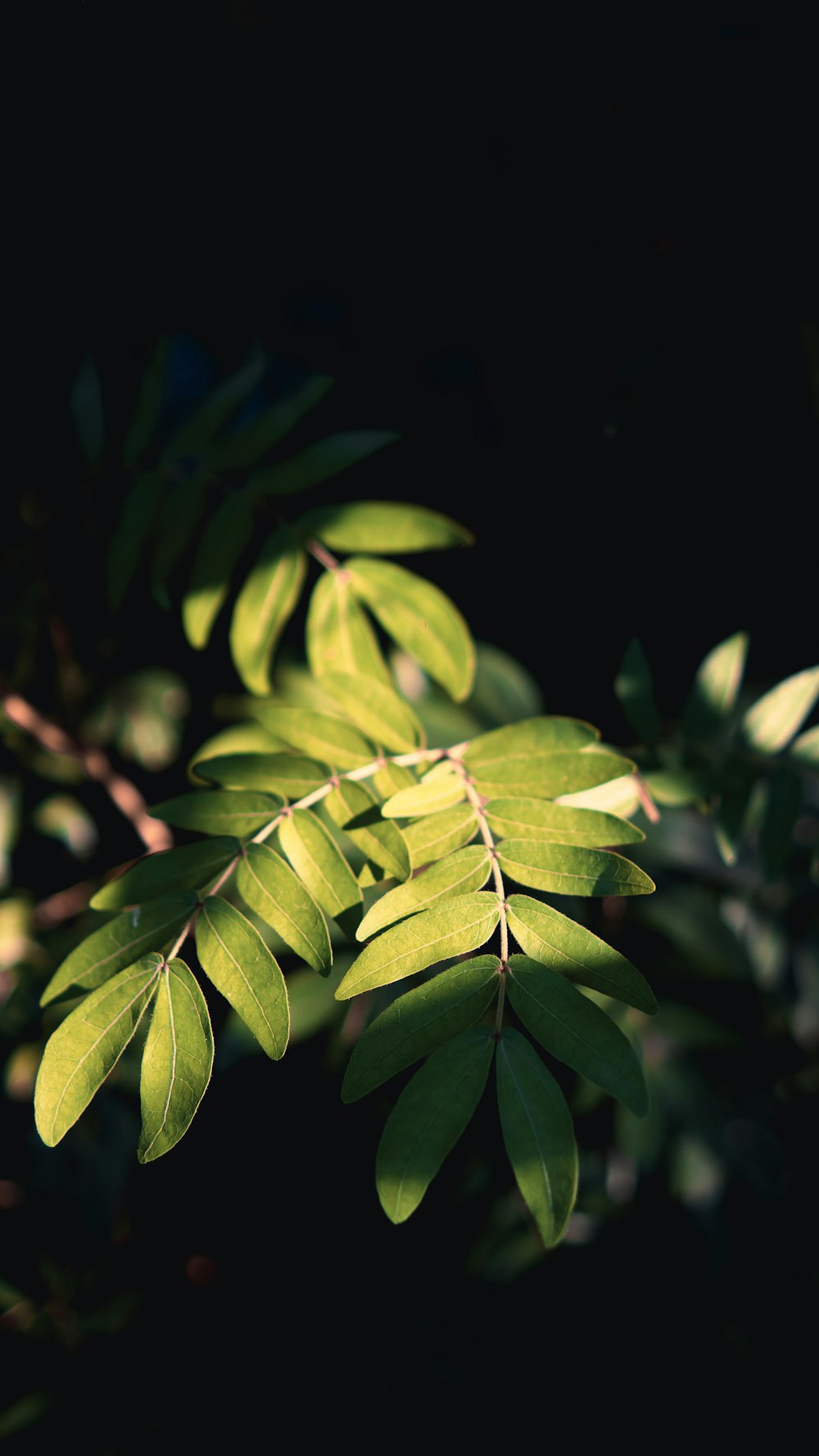 a close up of a green leafy plant