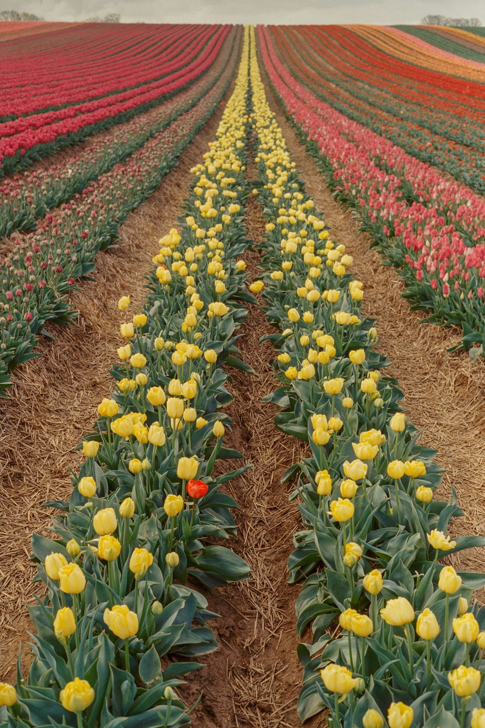 a field of tulips with a single red flower in the middle