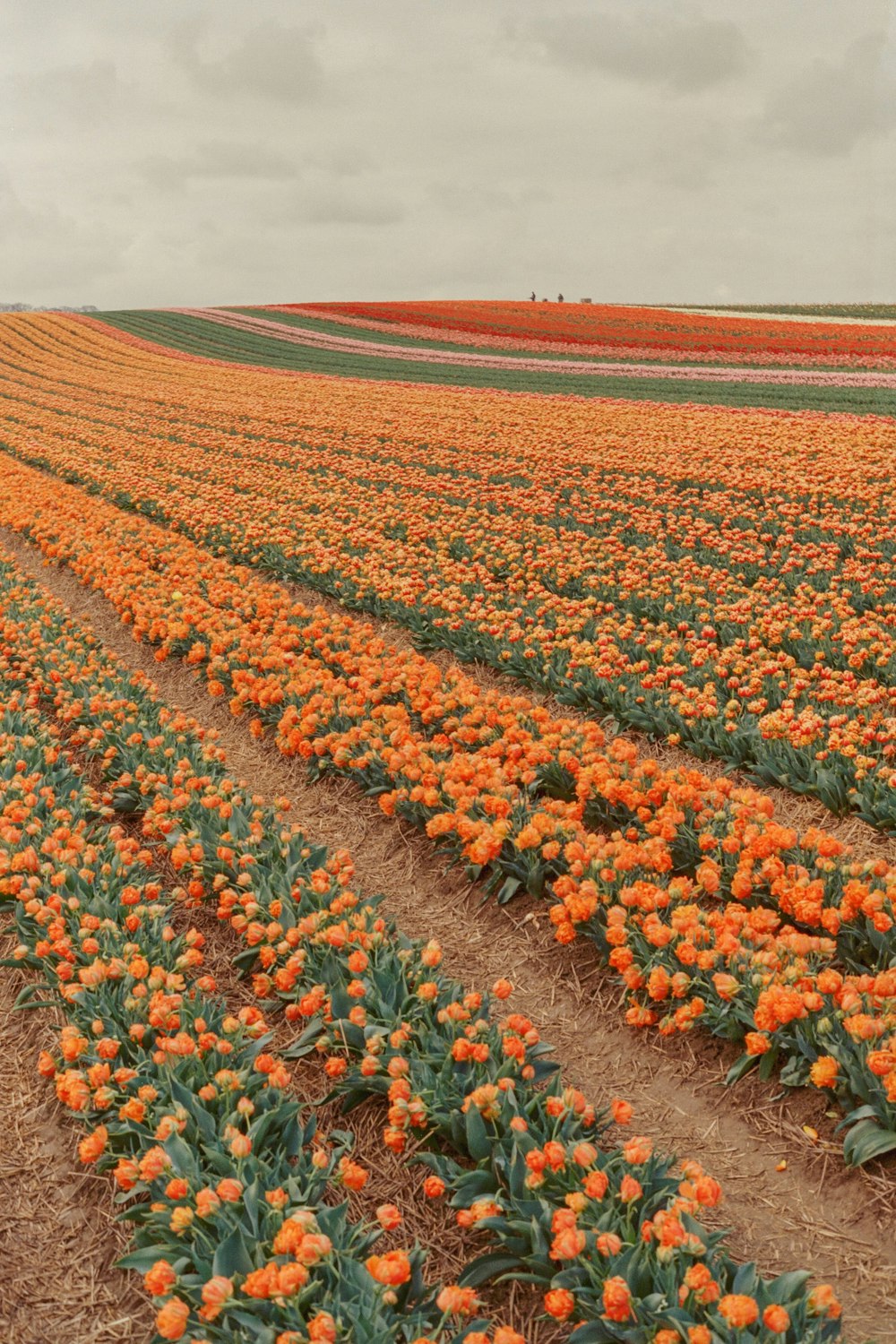 a large field of orange flowers in the middle of a field