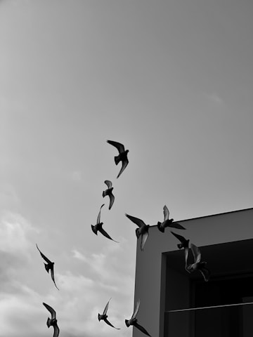 A group of birds is flying in formation against a cloudy sky. The architecture of a building is visible on the right side, featuring a modern design with clean lines.
