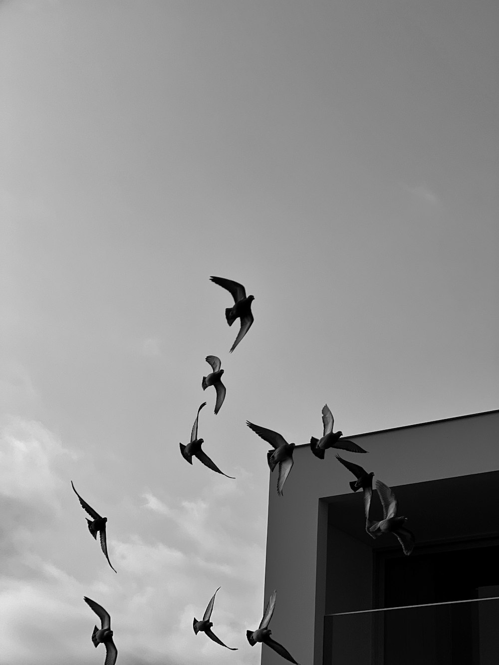 a flock of birds flying over a building