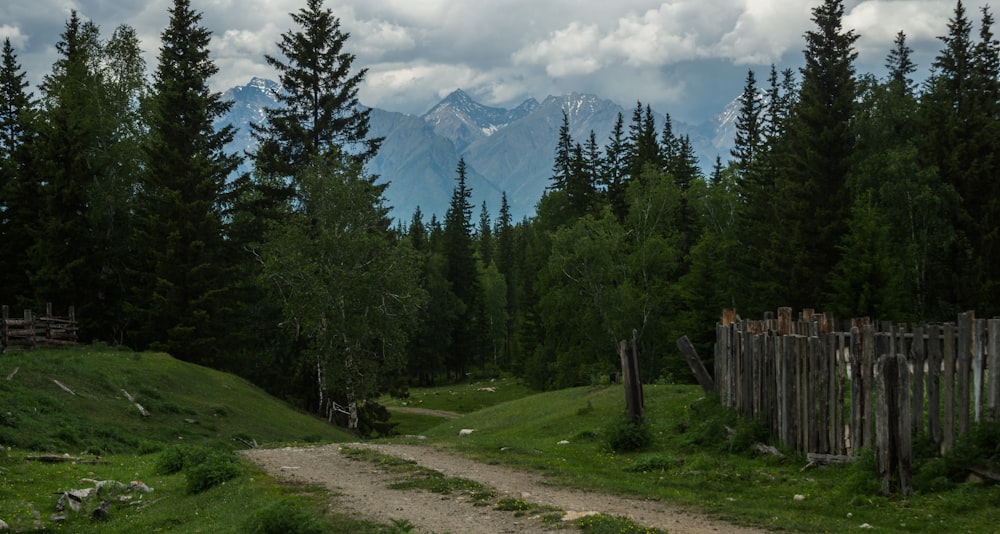 a dirt road in the middle of a forest