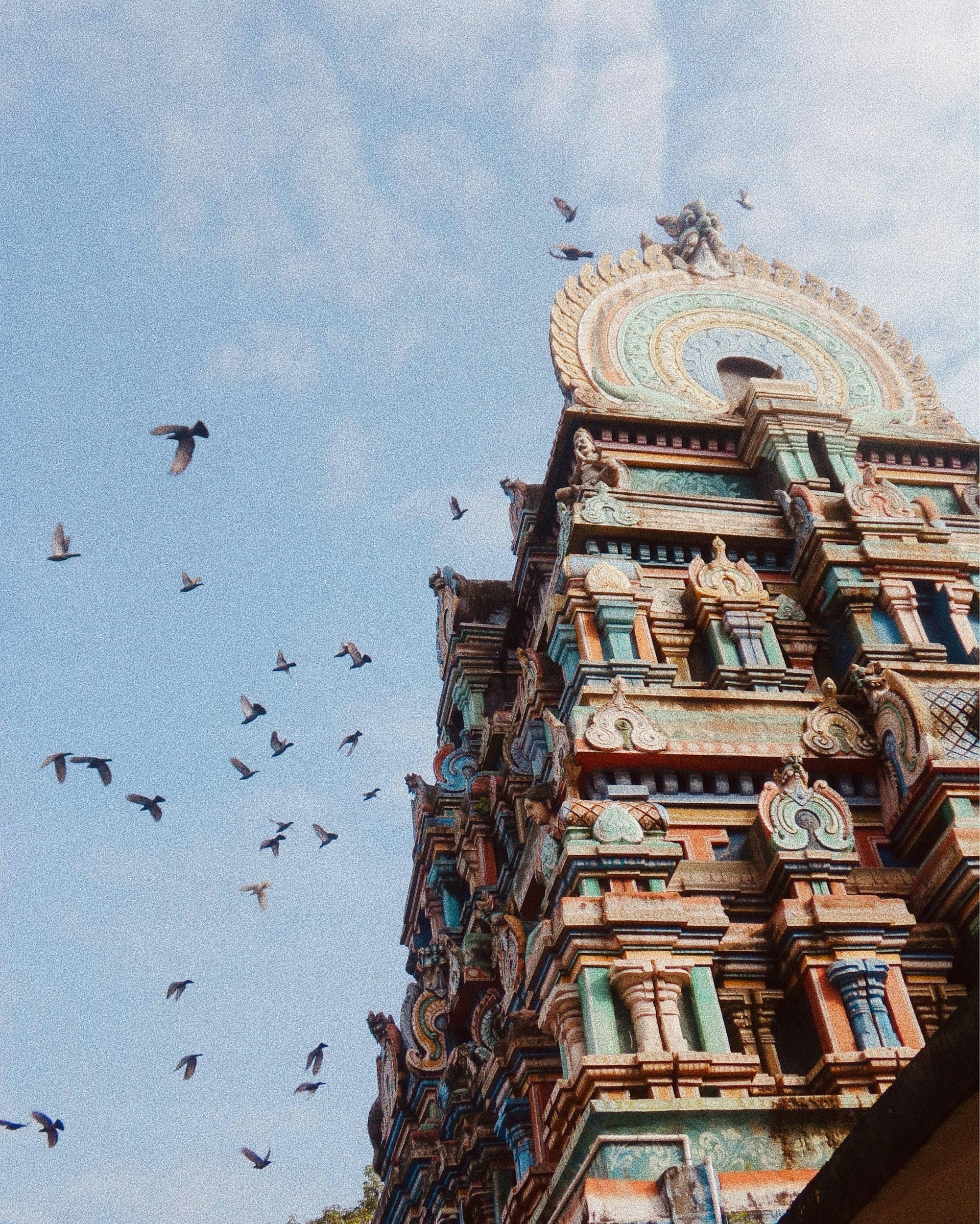 una bandada de pájaros volando sobre un edificio alto