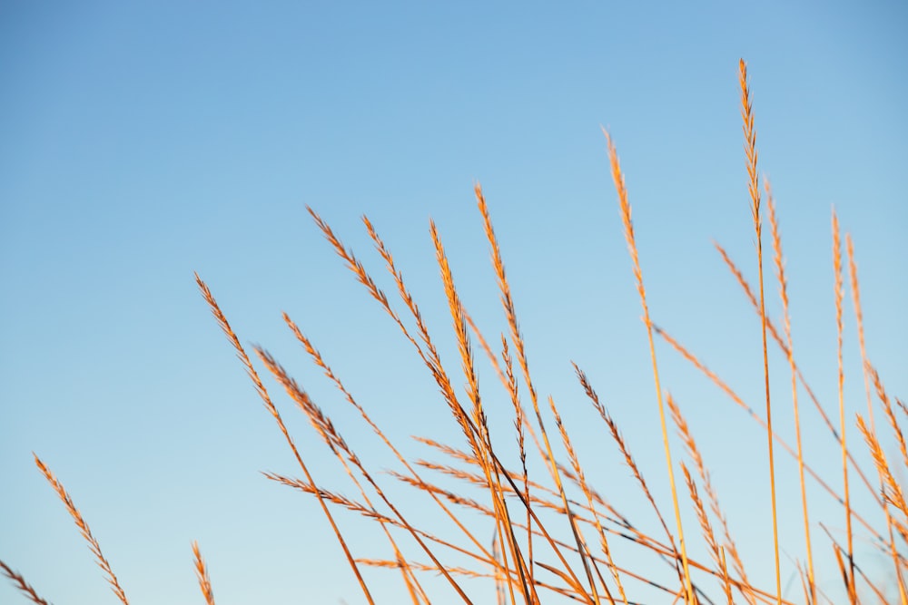 a close up of a tall grass with a blue sky in the background