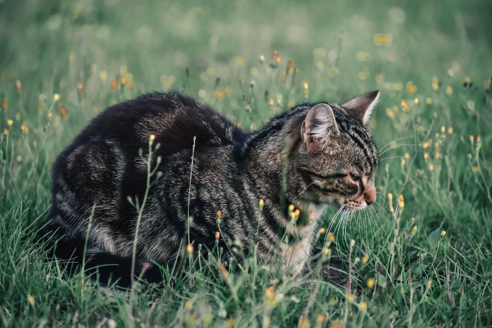 a cat sitting in a field of tall grass