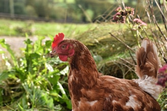 A brown chicken with white feathers on its body is standing in a lush, green outdoor environment. The chicken has a red comb and wattles, and there are pinkish flowers and green foliage around it. In the background, there are more plants and a blurred, natural landscape.