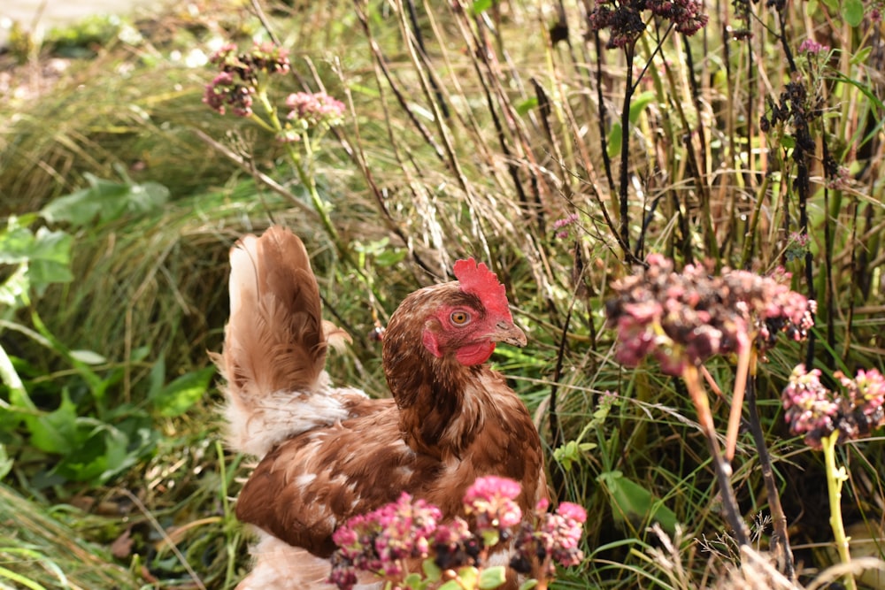 a brown and white chicken standing on top of a lush green field
