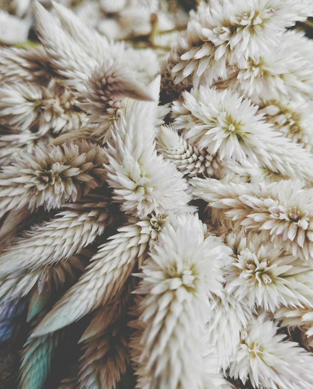 a close up of a bunch of white flowers