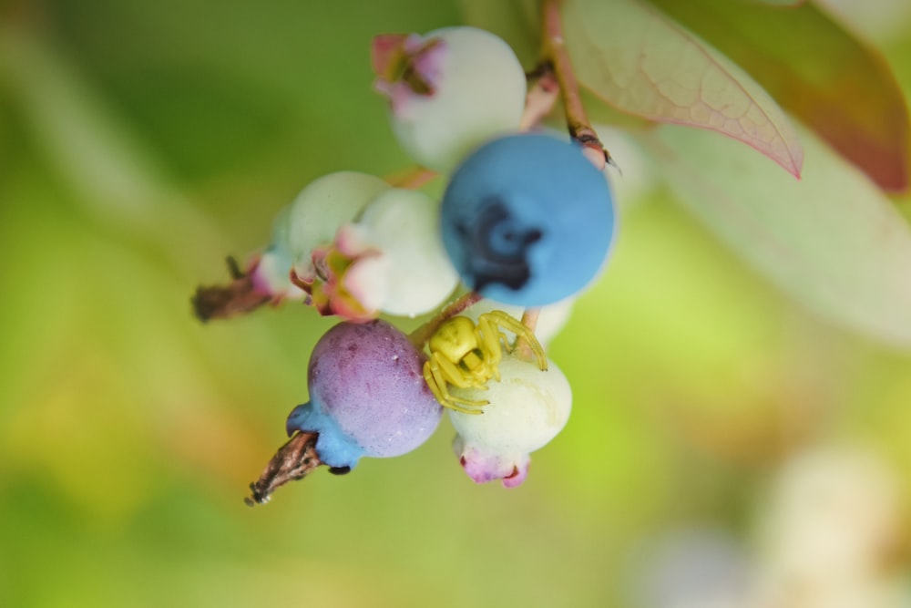 a close up of a bunch of berries on a tree