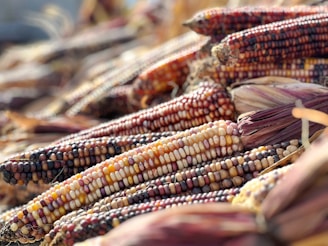 Close-up view of vibrant, multicolored ears of corn arranged in a pile. The corn displays a variety of colors, including shades of yellow, purple, red, and white. The husks are partially peeled back, revealing the kernels. The focus is primarily on the foreground, with a soft bokeh effect in the background.