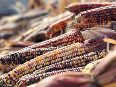 Close-up view of vibrant, multicolored ears of corn arranged in a pile. The corn displays a variety of colors, including shades of yellow, purple, red, and white. The husks are partially peeled back, revealing the kernels. The focus is primarily on the foreground, with a soft bokeh effect in the background.