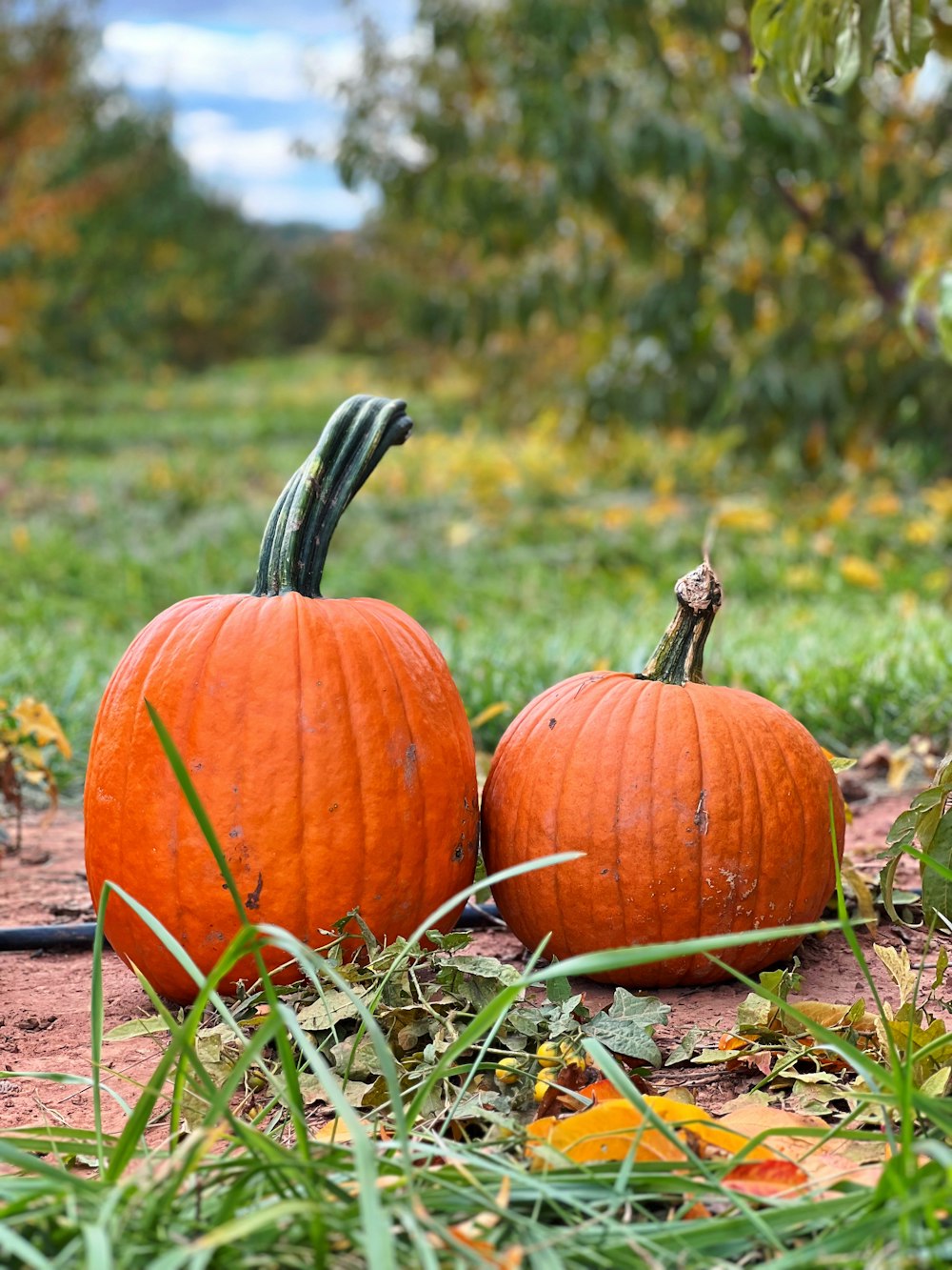 two pumpkins sitting on the ground in a field