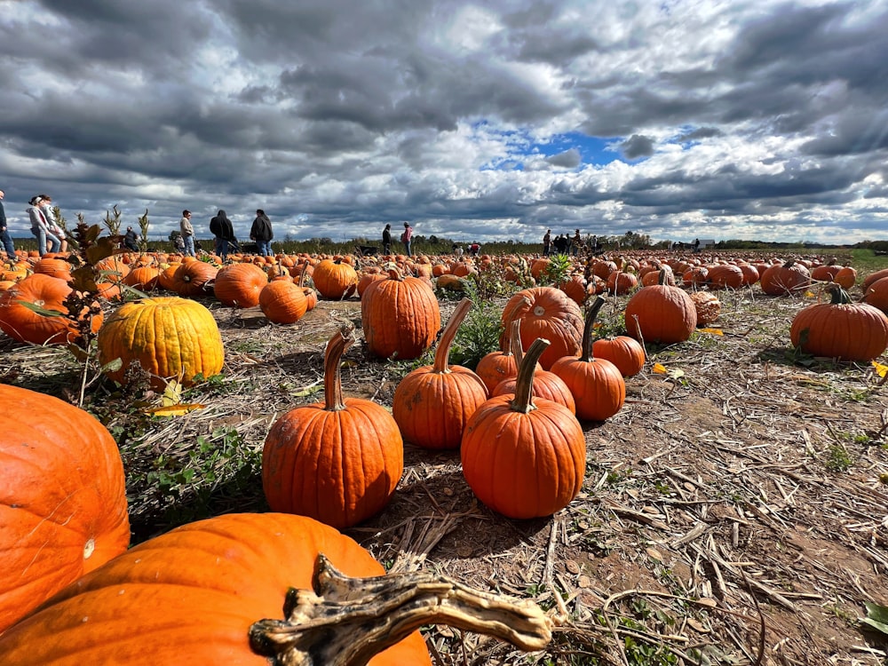 a field full of pumpkins under a cloudy sky