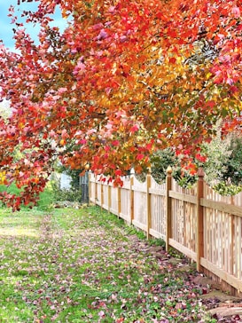 a wooden fence with a row of trees in the background