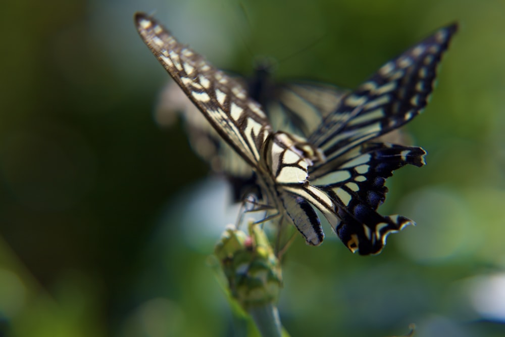 a close up of a butterfly on a flower