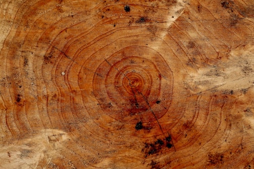 Close-up view of a tree trunk cross-section displaying prominent growth rings and some dirt or debris. The concentric circles showcase the passage of time and various natural textures.