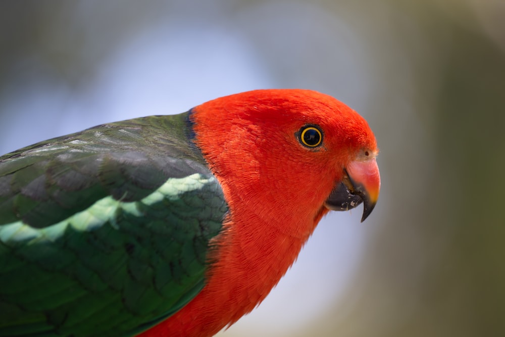 a close up of a bird with a blurry background