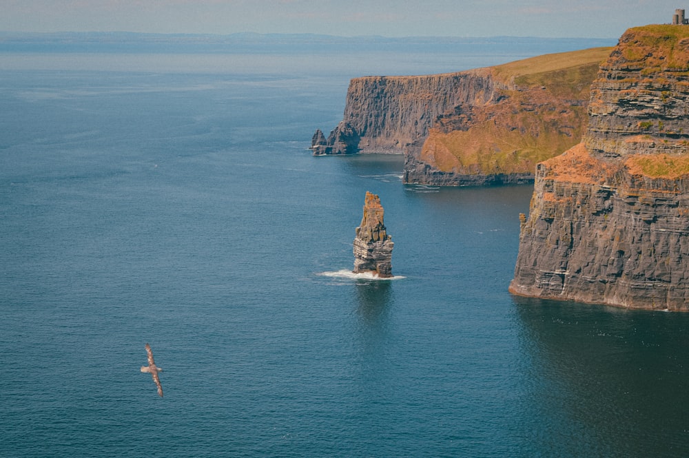 a bird flying over a body of water