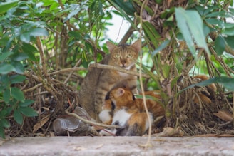 A cat with tabby markings is surrounded by kittens, nestled in a dense foliage of vines and leaves. There is a plastic bottle beside them on a dirt surface.