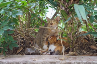 A cat and several kittens are nestled among dense green foliage and branches. The mother cat has a focused expression, while the kittens huddle close to her. The environment is natural with a mix of leaves, branches, and some ground debris including a plastic bottle.