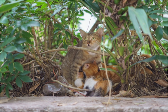 A cat and several kittens are nestled among dense green foliage and branches. The mother cat has a focused expression, while the kittens huddle close to her. The environment is natural with a mix of leaves, branches, and some ground debris including a plastic bottle.