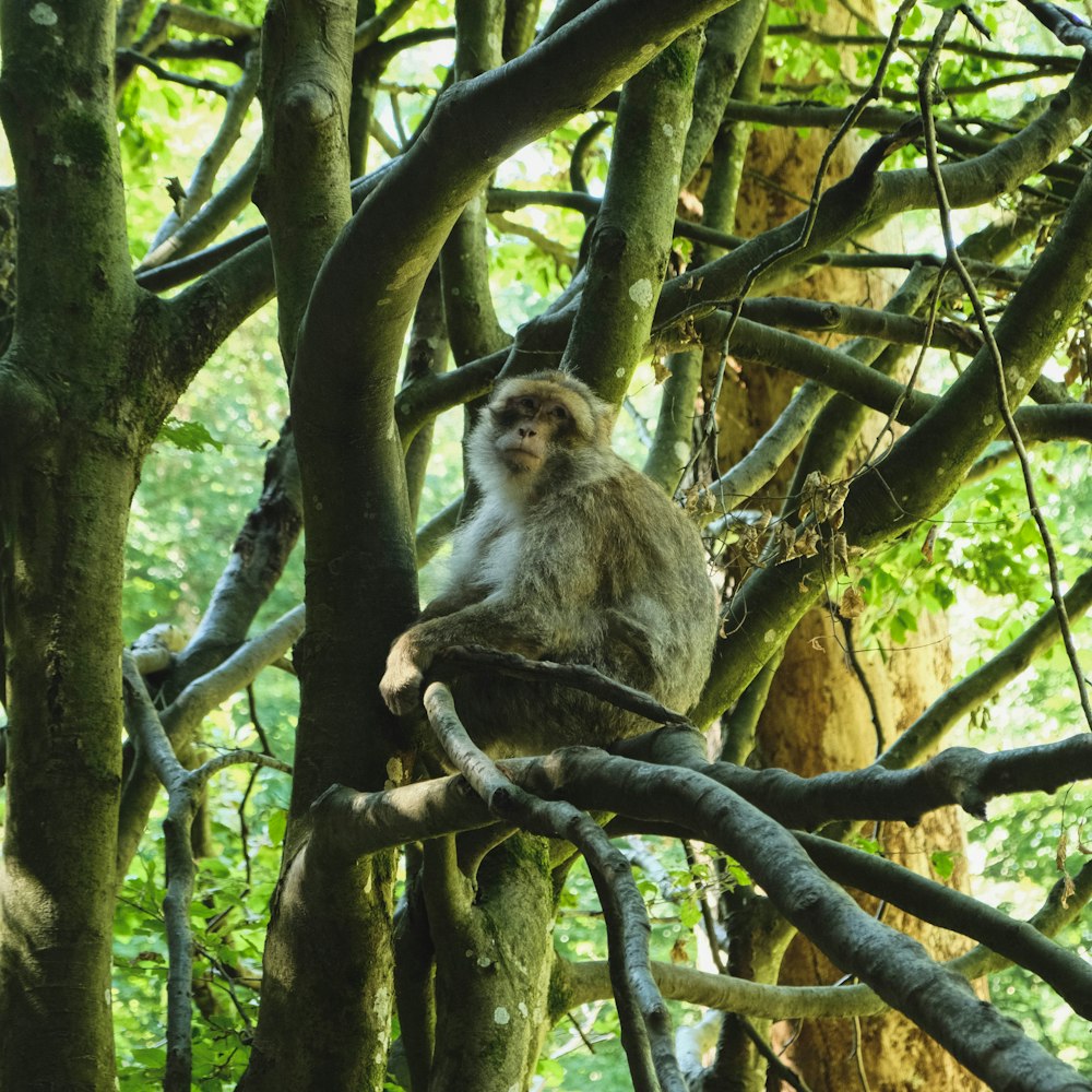 a monkey sitting on a tree branch in a forest