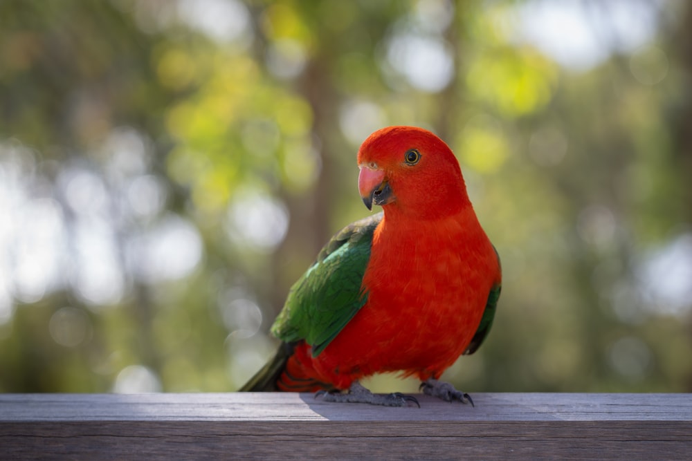 a red and green bird sitting on top of a wooden table