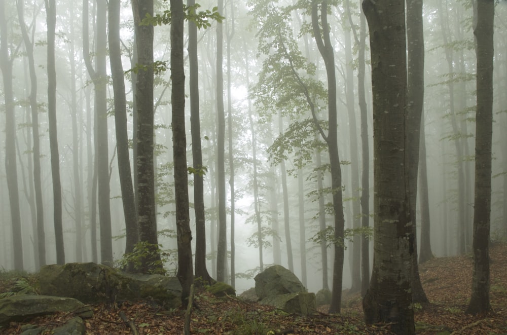 une forêt brumeuse remplie de nombreux arbres