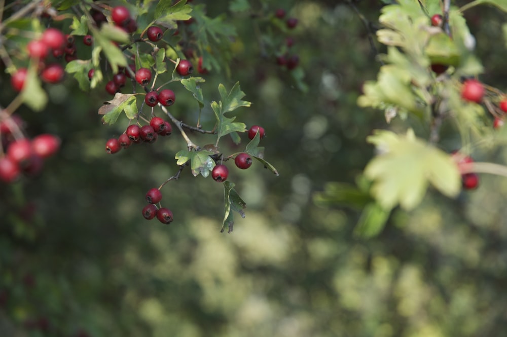 a close up of berries on a tree branch