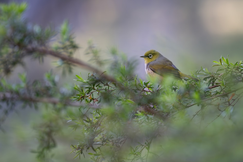 a small bird perched on top of a tree branch