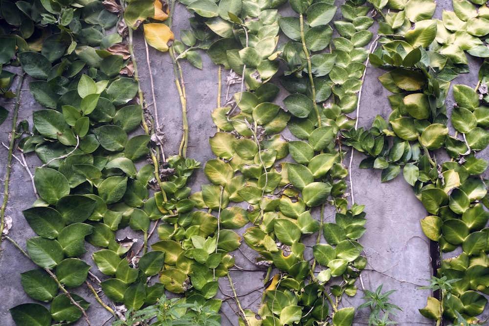 a bunch of green plants growing on the side of a building