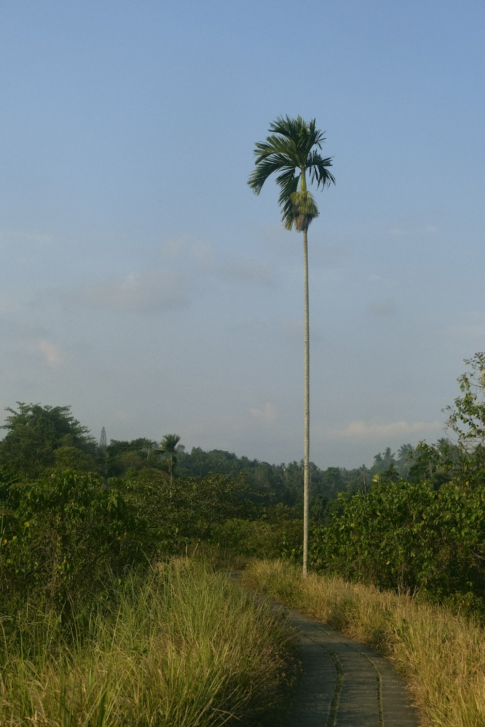 a lone palm tree in the middle of a field