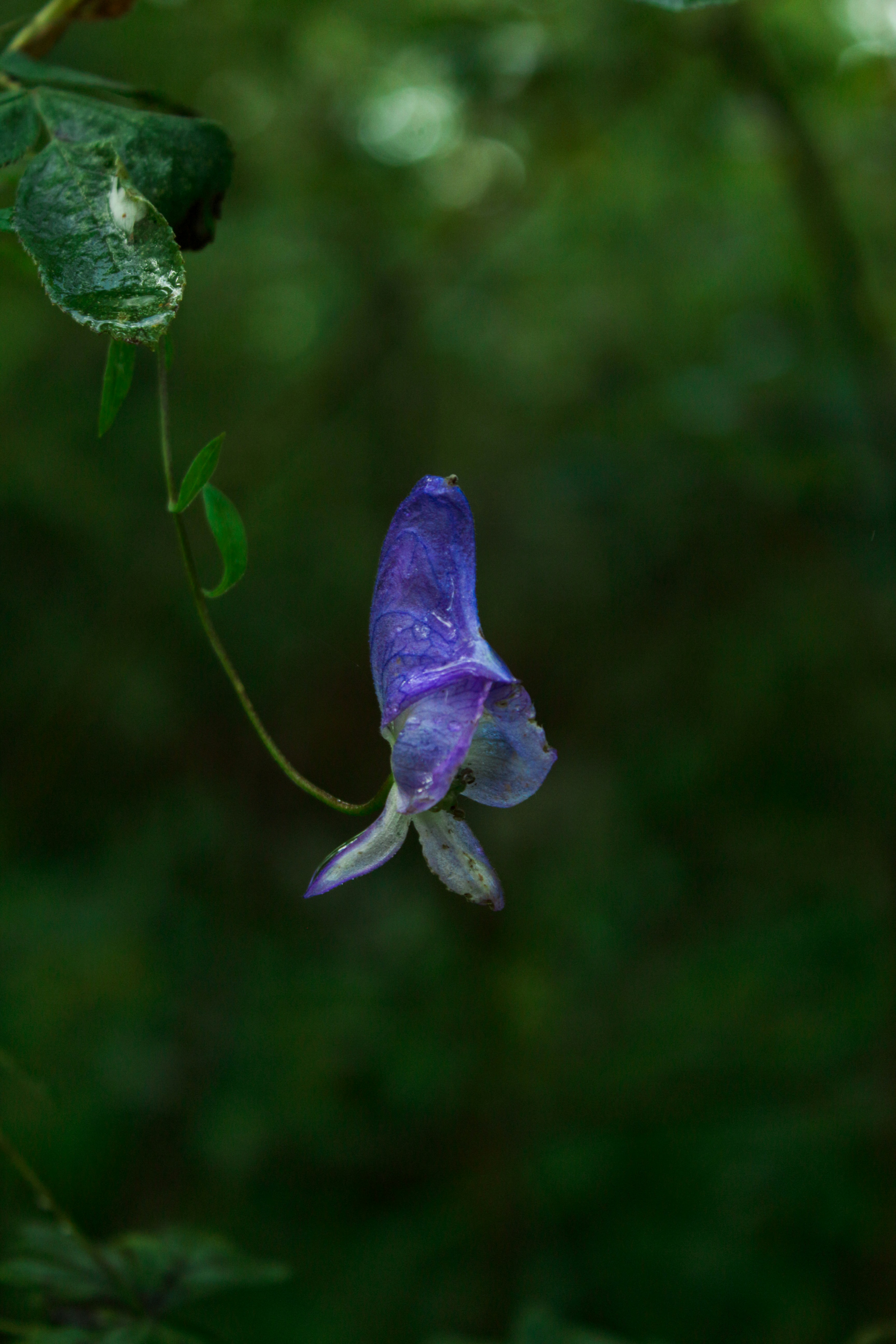 Photo by redpanigale1199
