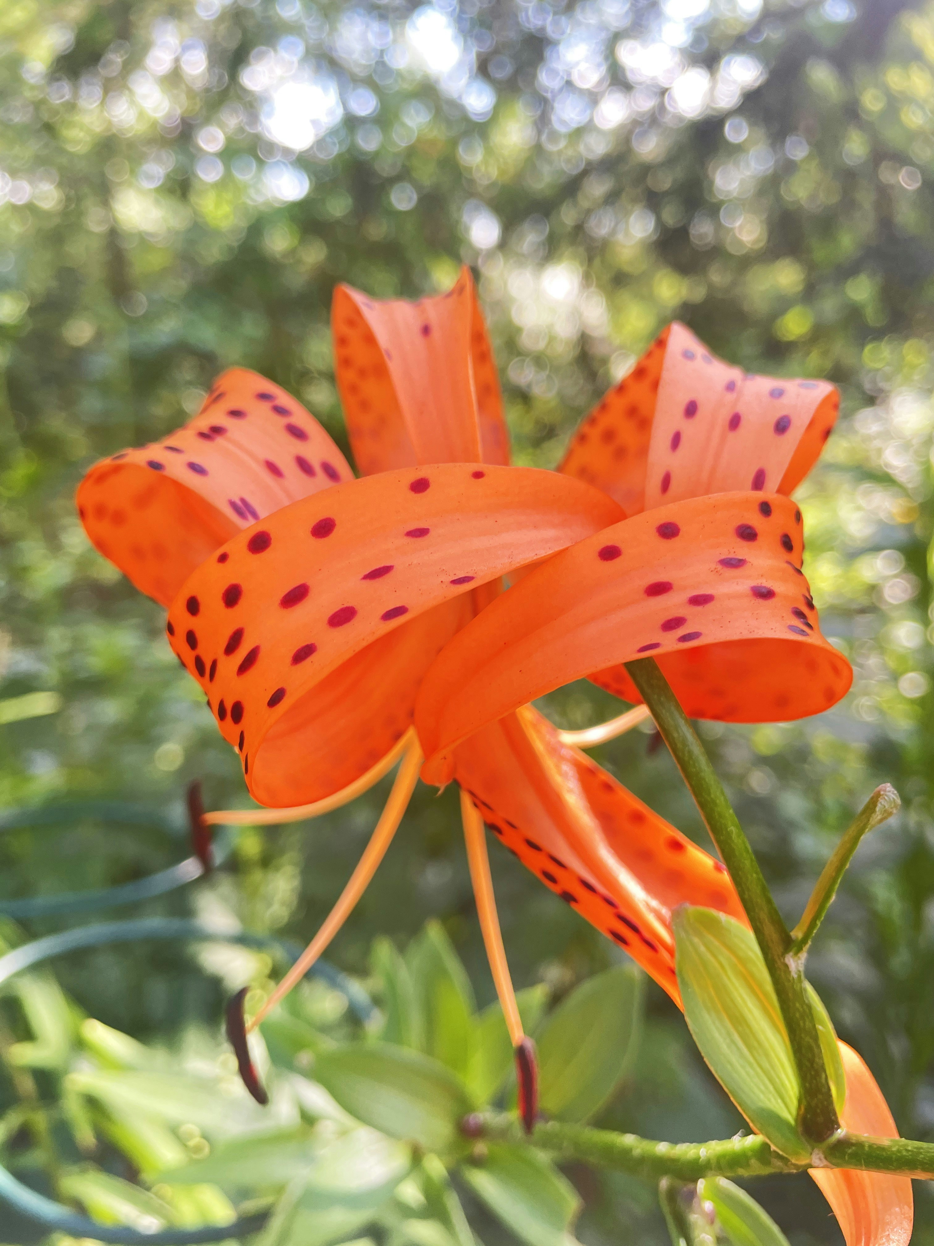 Un primer plano de una flor en un campo